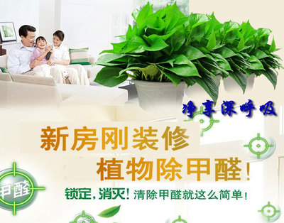 吊绿萝